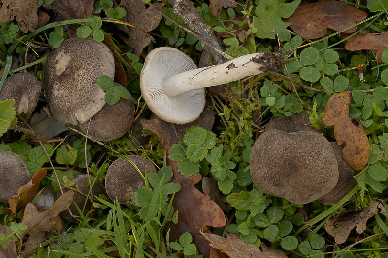 Tricholoma scalpturatum